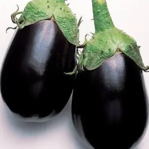 Aubergine
