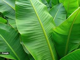 Banana Leaves
