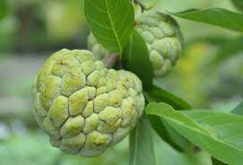 Custard apple