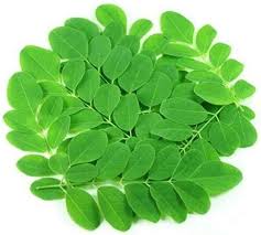 Drumsticks Leaves/moringa leaves