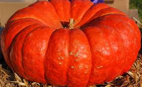 Red Pumpkin