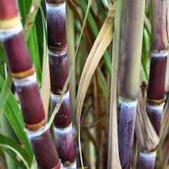 Sugarcane